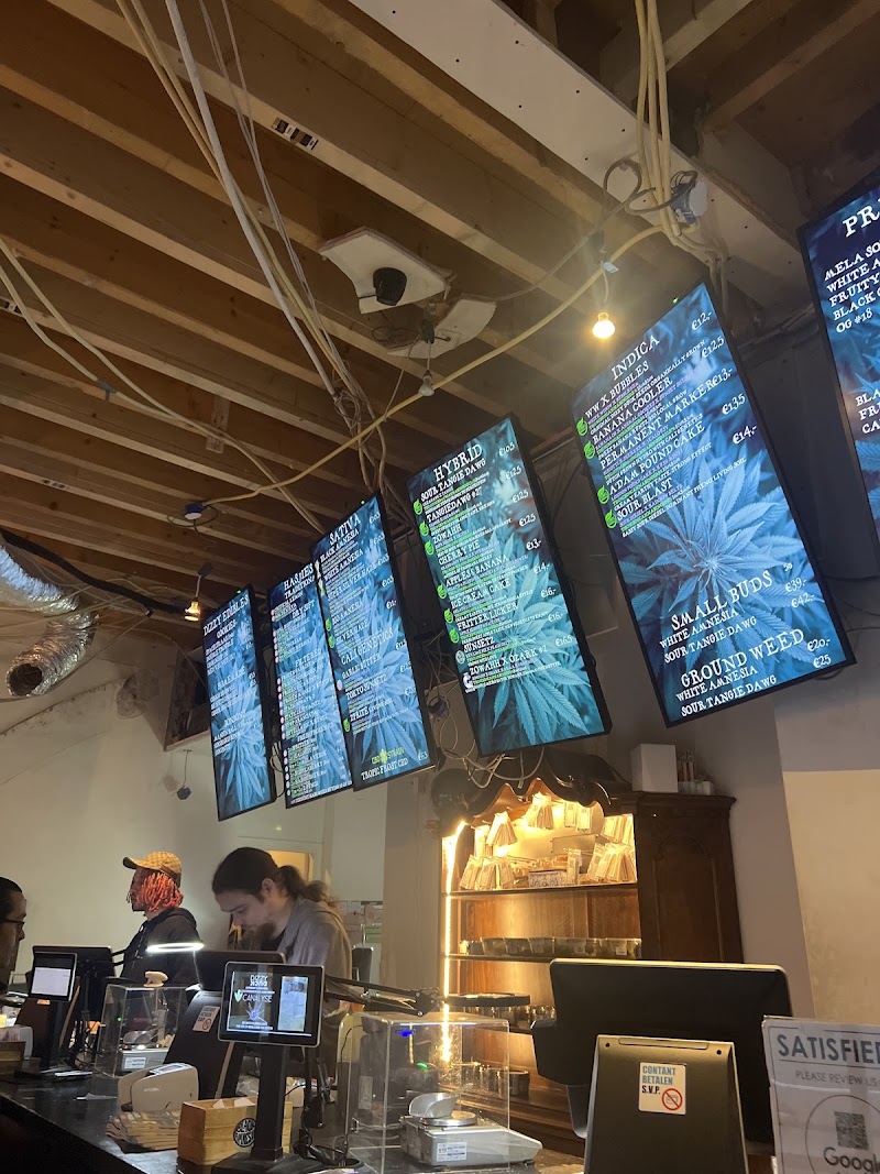 Coffeeshop Dizzy Duck Downtown in Den Haag